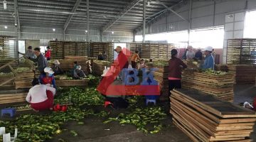 Lắp đặt kho lạnh trữ Bông Thanh Long ở Đồng Nai- Hợp tác xã Đại Nam 4