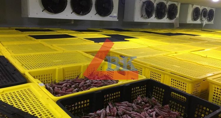 Lắp đặt kho lạnh trữ ớt Tập đoàn CJ Hàn Quốc Phan Rang Ninh Thuận